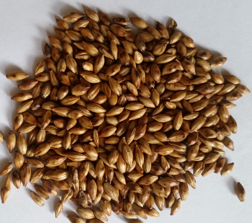 精釀<a href=http://www.toteng.com.cn/ target=_blank class=infotextkey>啤酒設備</a>,啤酒廠設備,開辦啤酒廠,特種麥芽,焦香麥芽