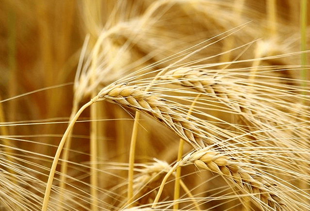 精釀<a href=http://www.toteng.com.cn/ target=_blank class=infotextkey>啤酒設(shè)備</a>,啤酒廠設(shè)備,開辦啤酒廠,麥芽